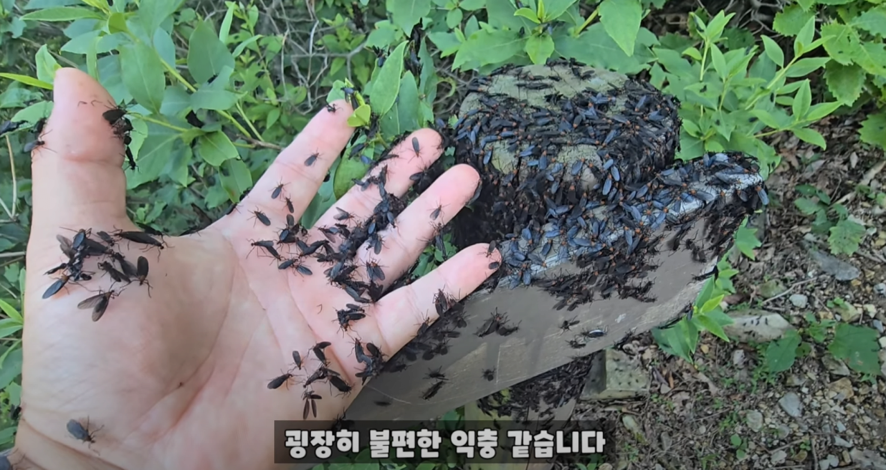 혐짤) 인천 러브버그 근황