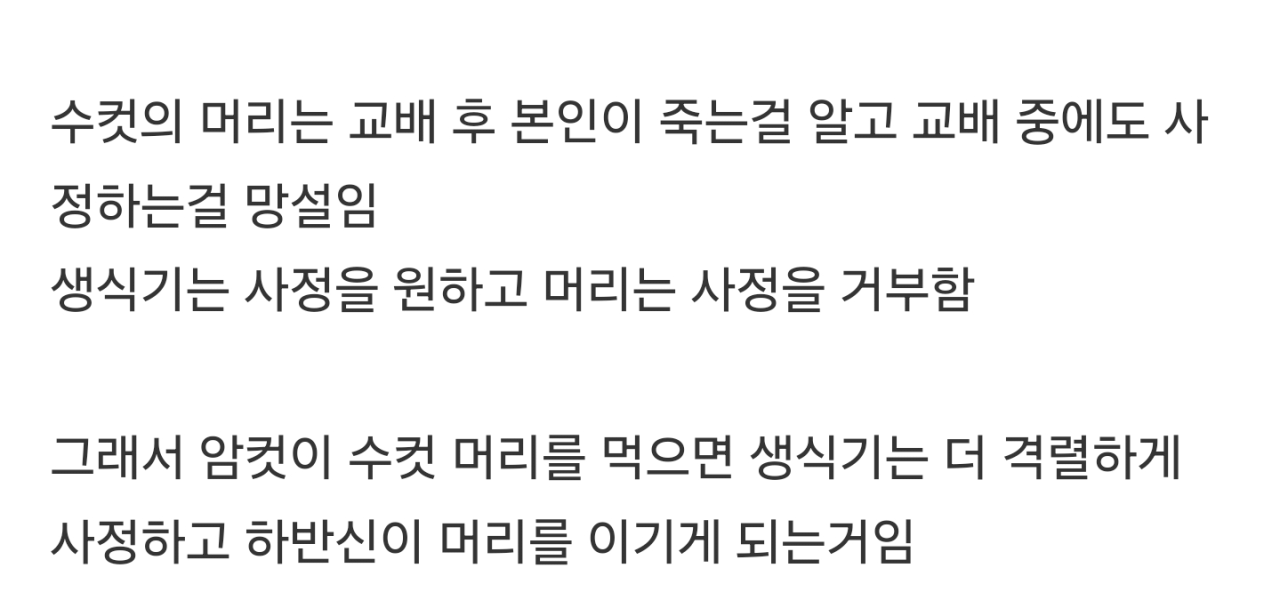 암컷사마귀가 교배할때 수컷사마귀 머리부터 먹는 이유