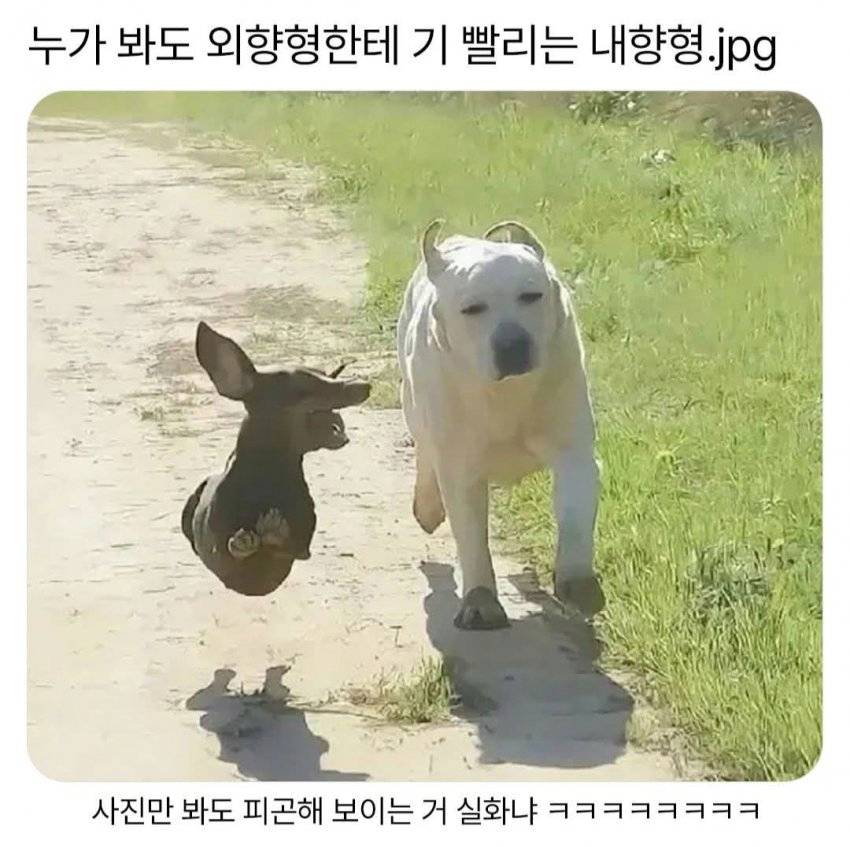 외향형에 기빨리는 내향형
