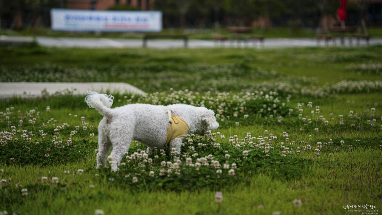 울집 뽀송이 보고가요