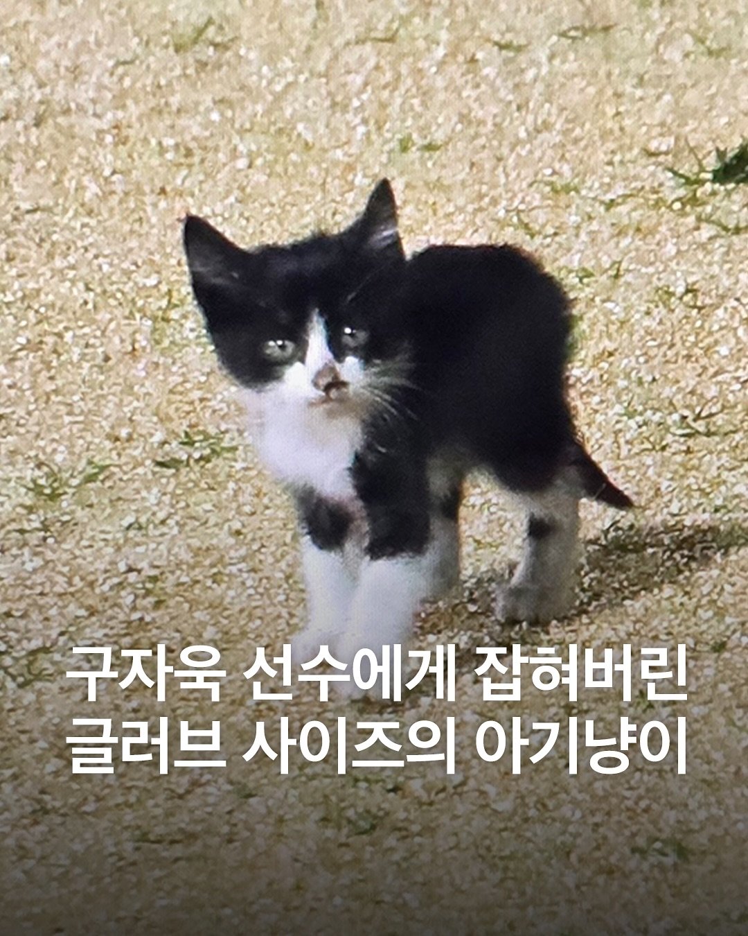 구자욱에게 잡혔던 그 아기 고양이