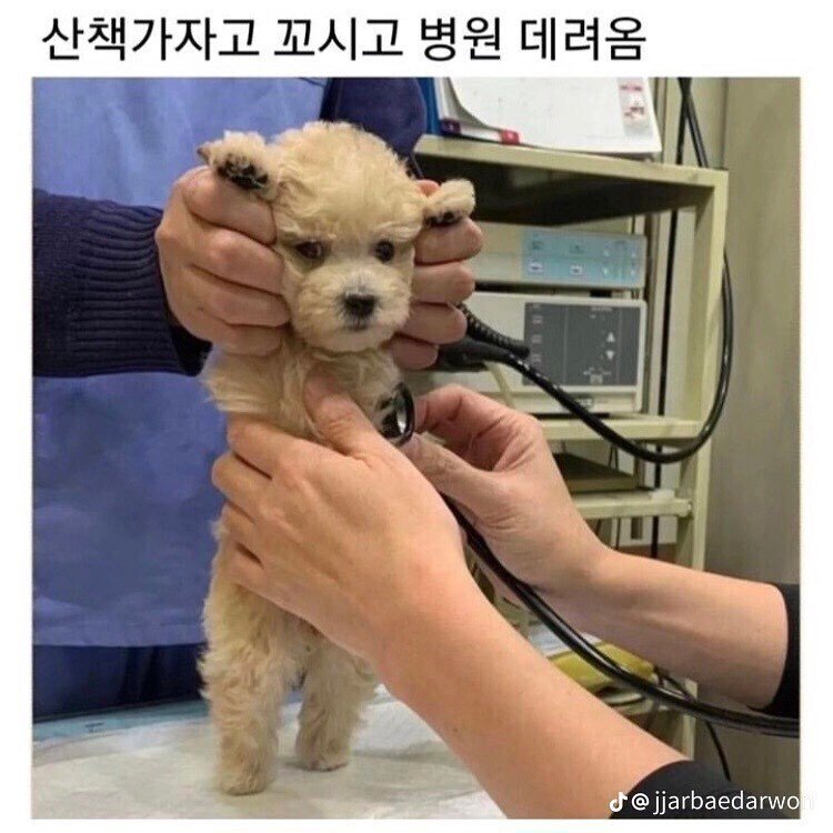 산책가자고 꼬신 뒤 병원 데려옴