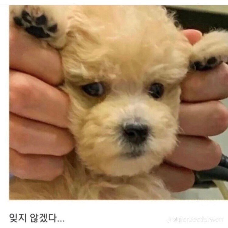 산책가자고 꼬신 뒤 병원 데려옴