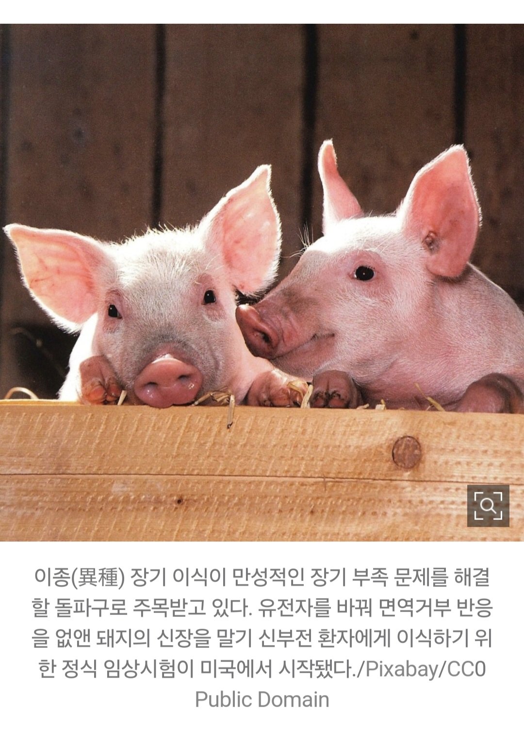 돼지 신장으로 생명 연장   한국도 내년 첫 임상시험 도전