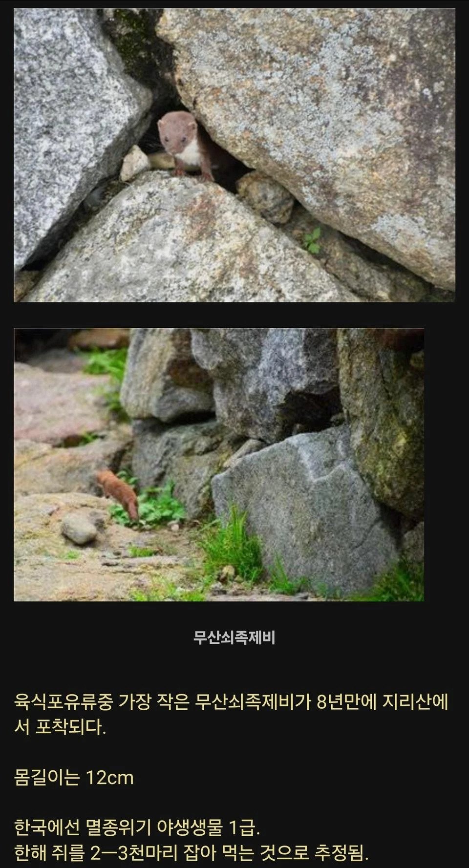 8년만에 지리산에서 발견된 희귀동물