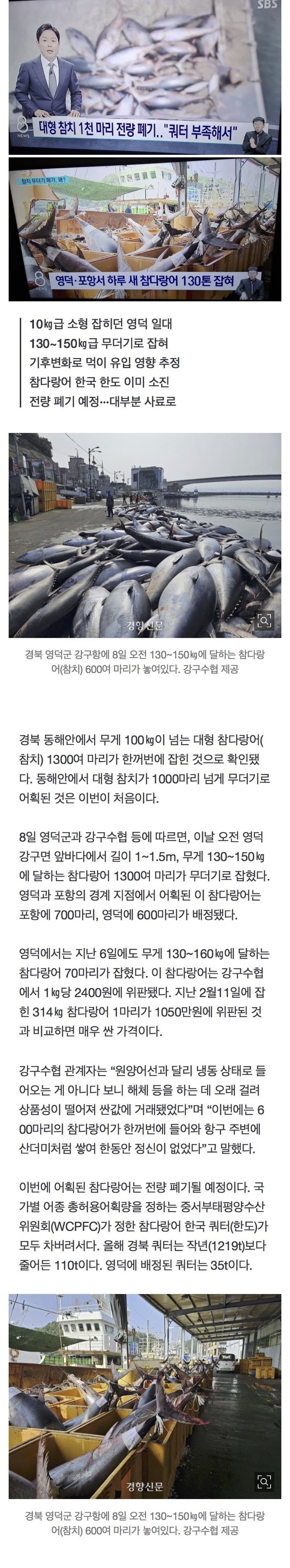 참다랑어 1000마리 폐기 ㄷㄷ