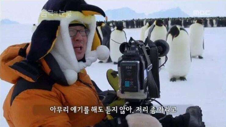 펭귄 다큐 촬영이 어려운 이유래