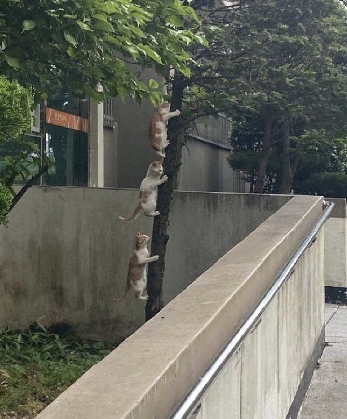 기후변화가 심해졌다는 증거 ㄷㄷㄷㄷ