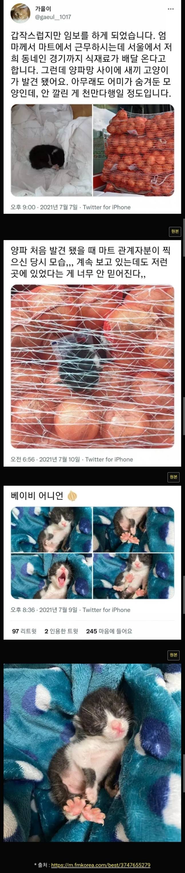 고양이 이름이 양파인 이유
