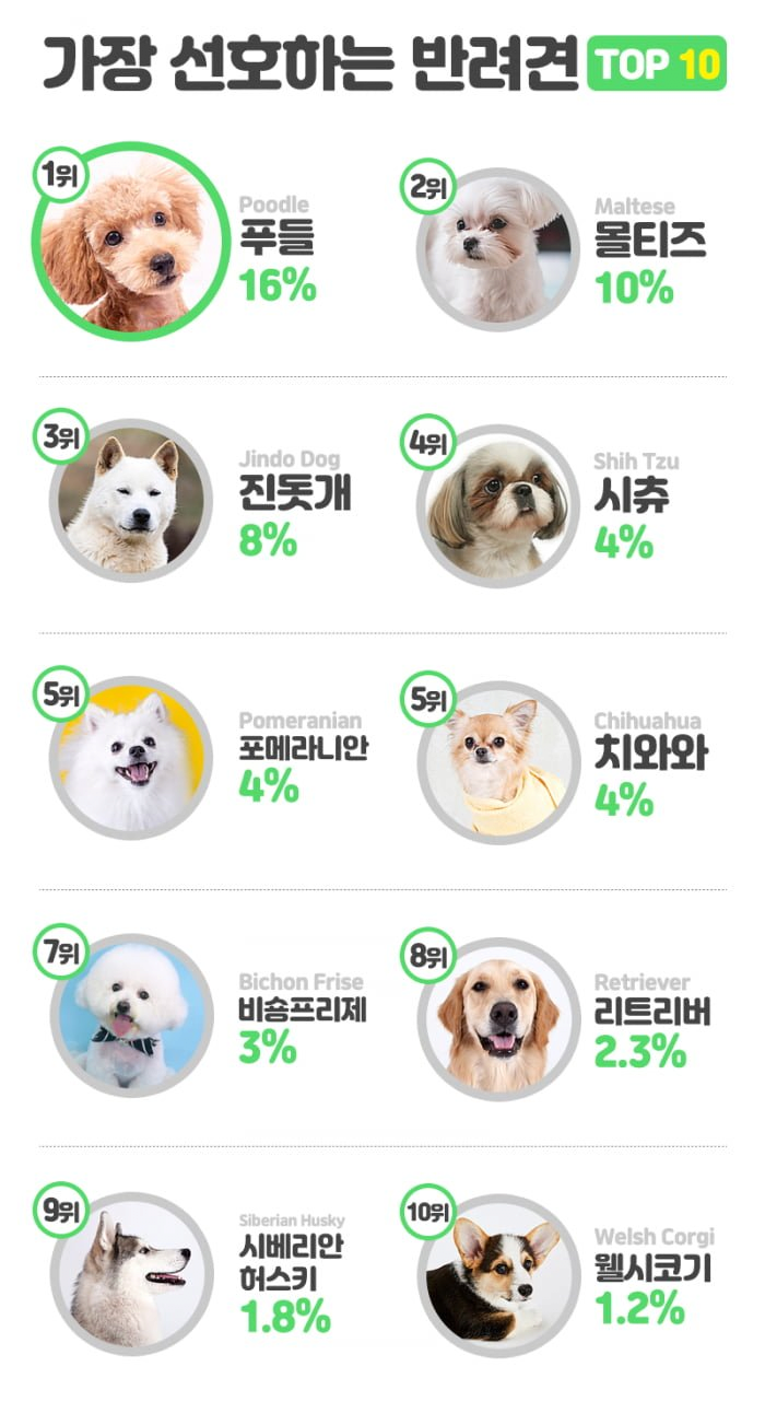 한국인이 좋아하는 반려견 순위