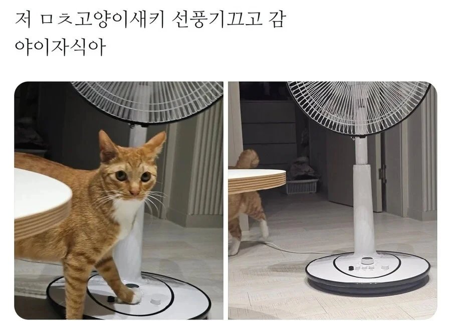 집사가 행복한게 싫었던 고양이