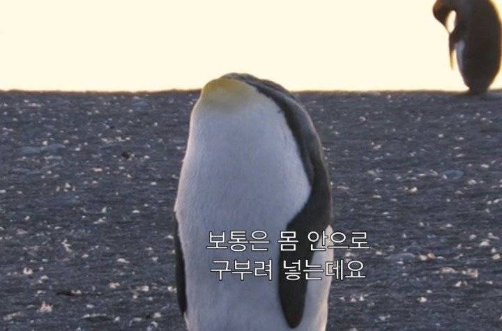 너무 극단적인 펭귄 목