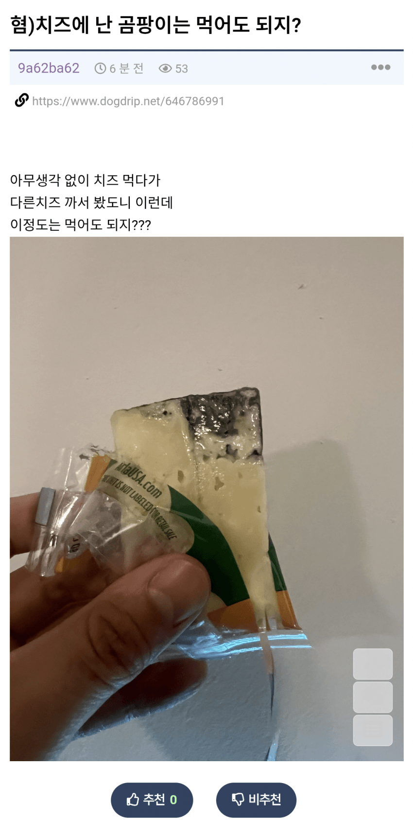 펌 치즈에 난 곰팡이는 먹어두되지