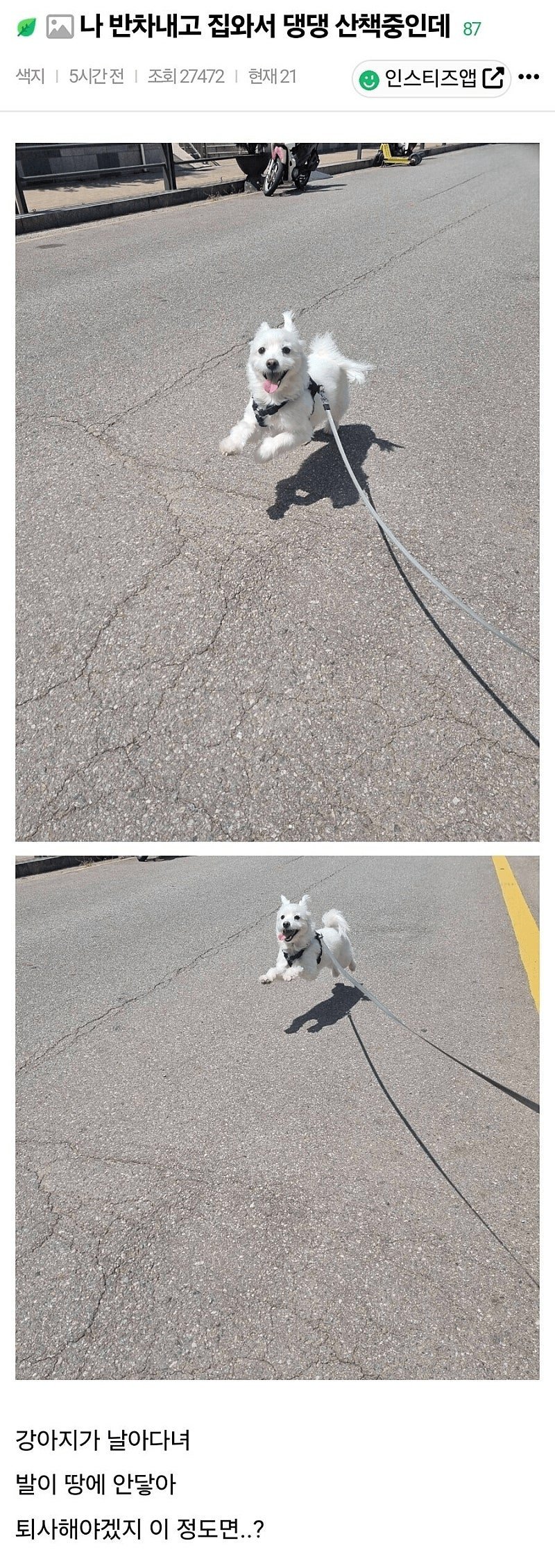 오랜만에 반차쓰고 강아지 산책 시켰는데 ㄷㄷㄷㄷ