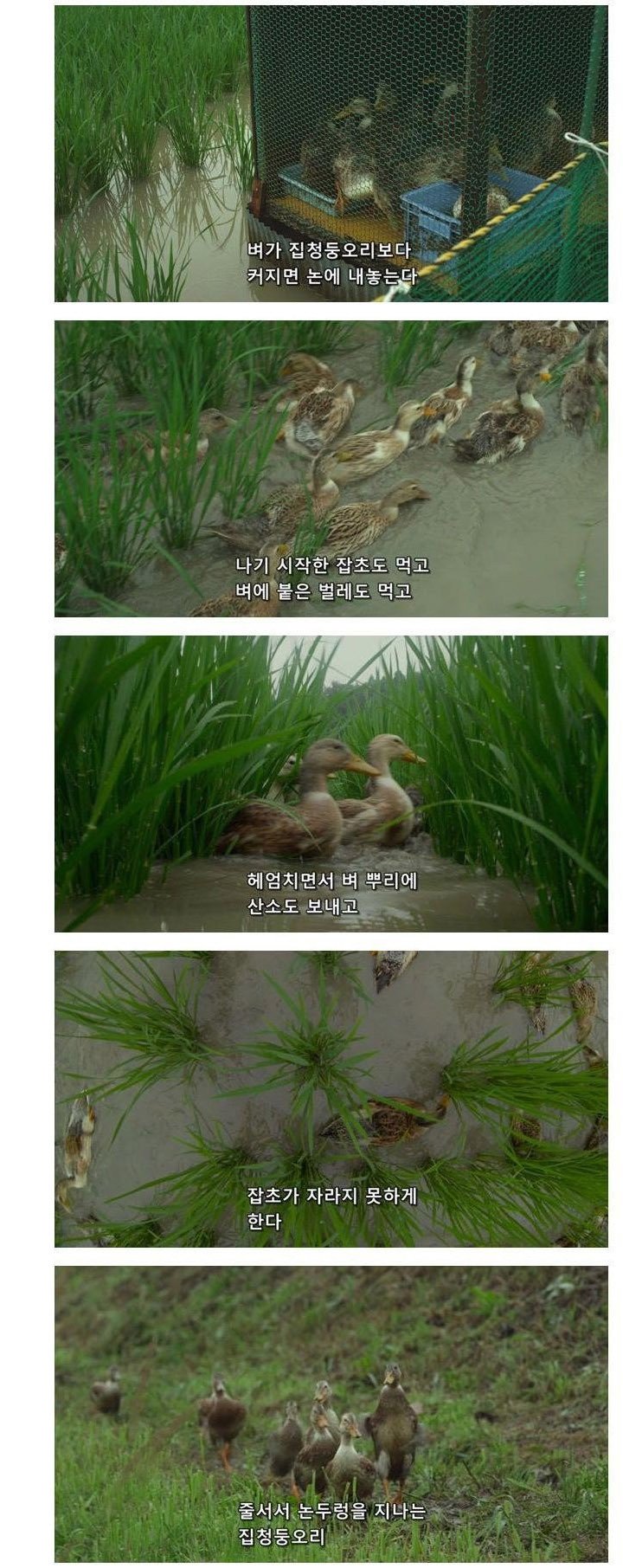 오리 농법으로 농사짓는 일본눈나
