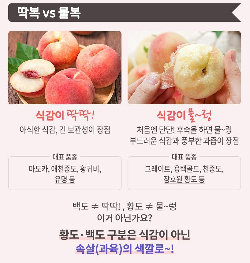 희대의 난제 복숭아대결 딱복vs물복