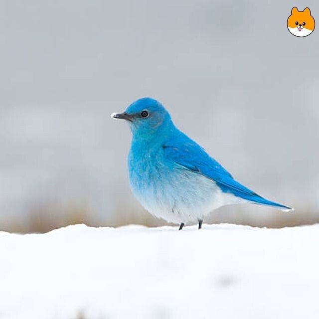 보면 소원을 이루어준다는 파랑새