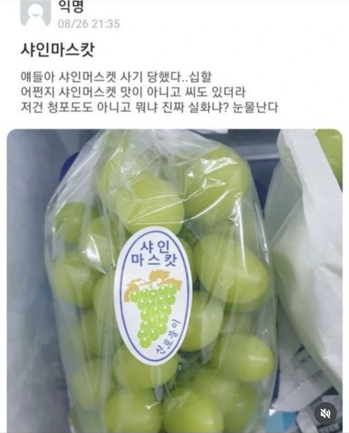 샤인마스캇 사기당했다