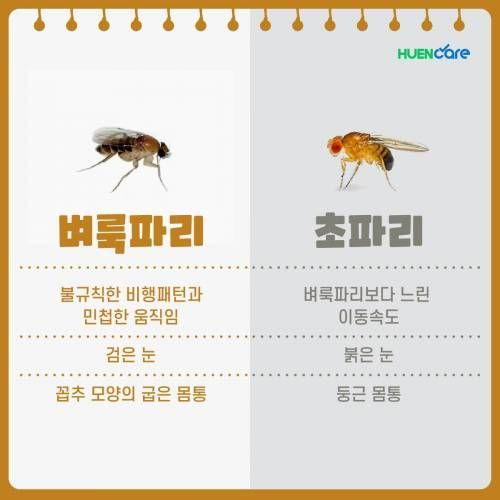 슬슬 제철인 벼룩파리 퇴치법