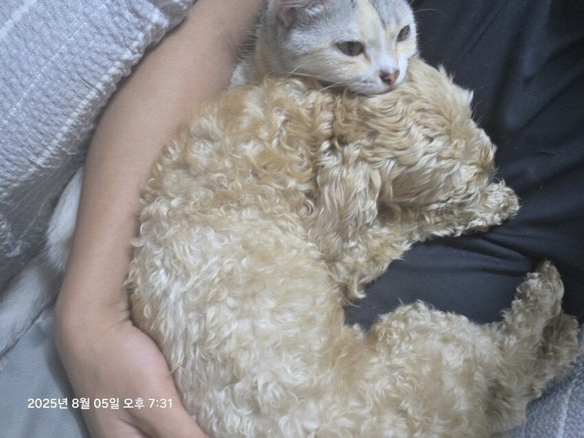 실시간 논란중인 멍갤러