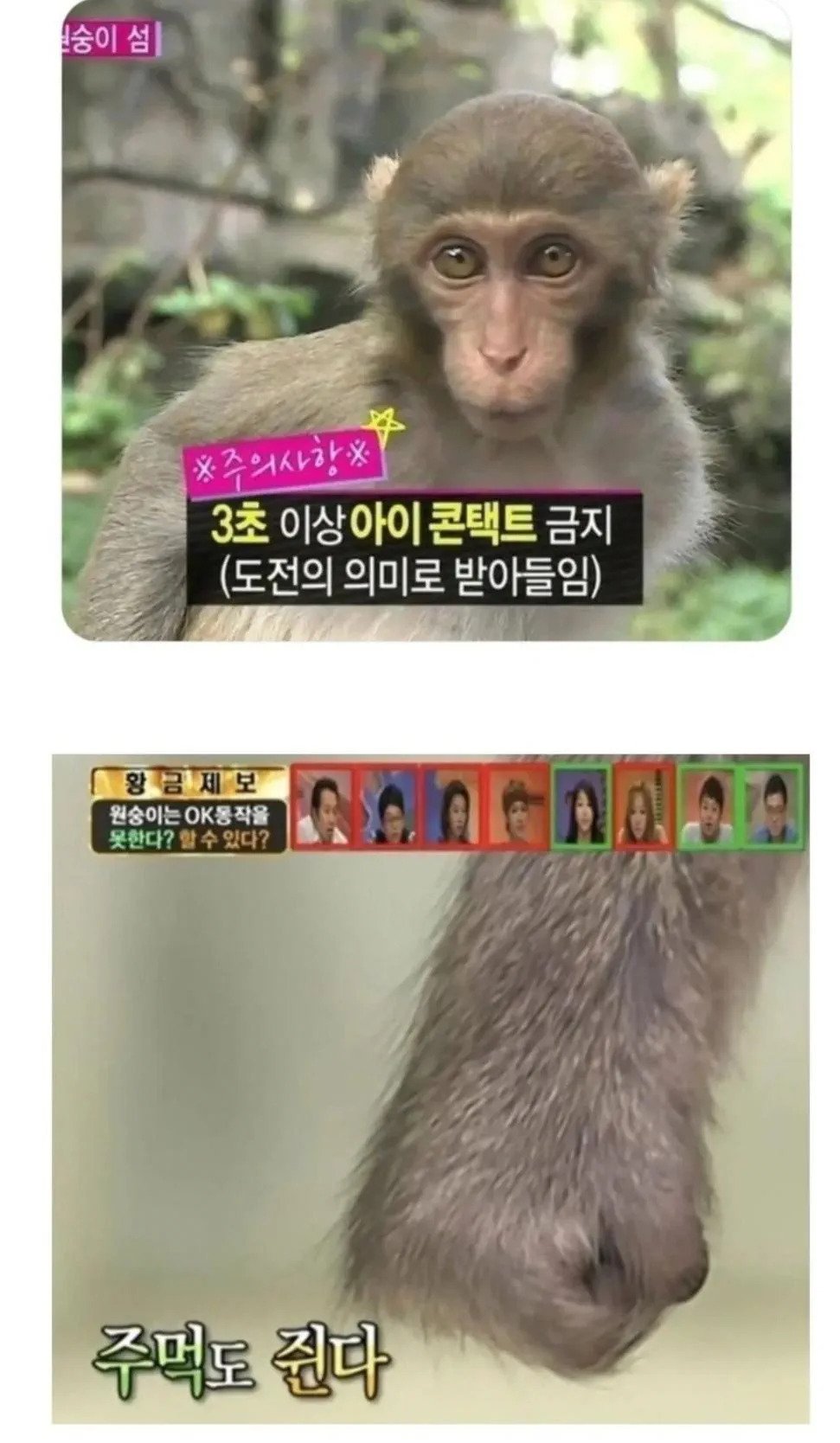 원숭이 쳐다보면 안되는 이유