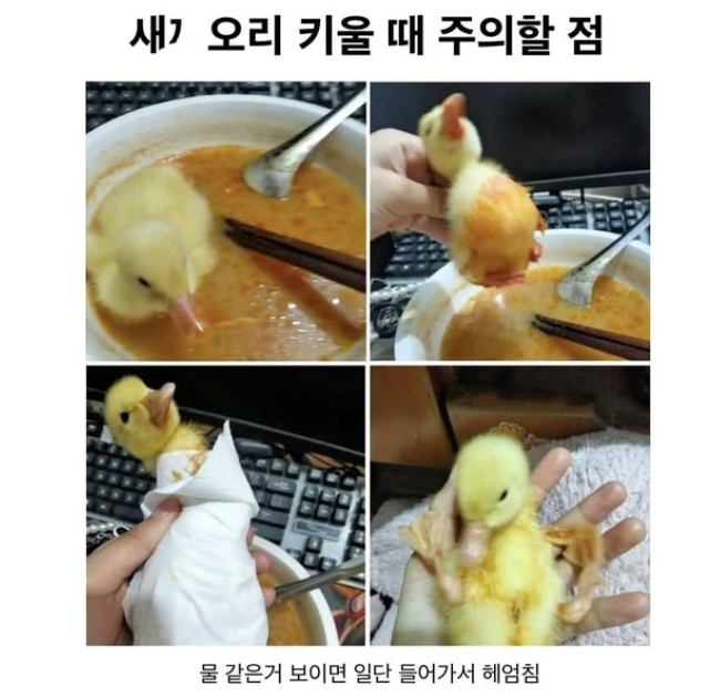 새끼오리키울때