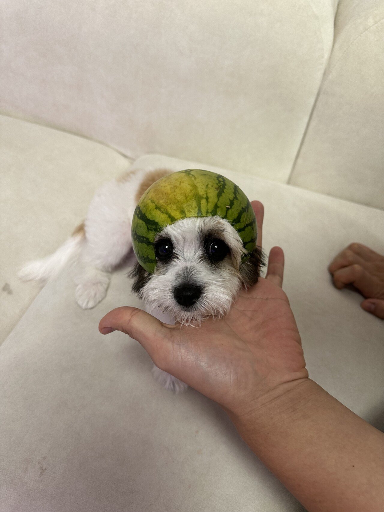 수박모자쓴 내 댕댕이