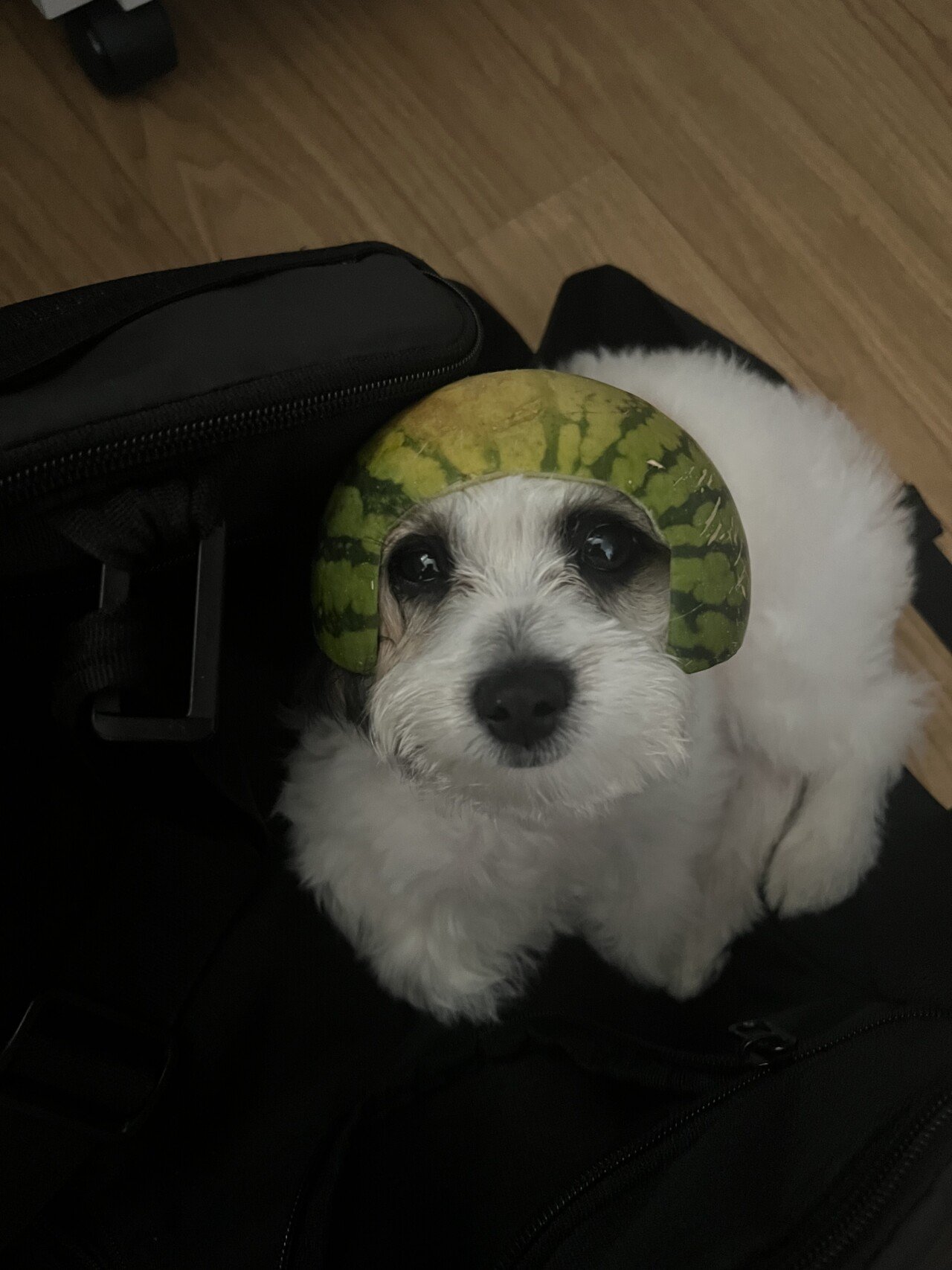 수박모자쓴 내 댕댕이