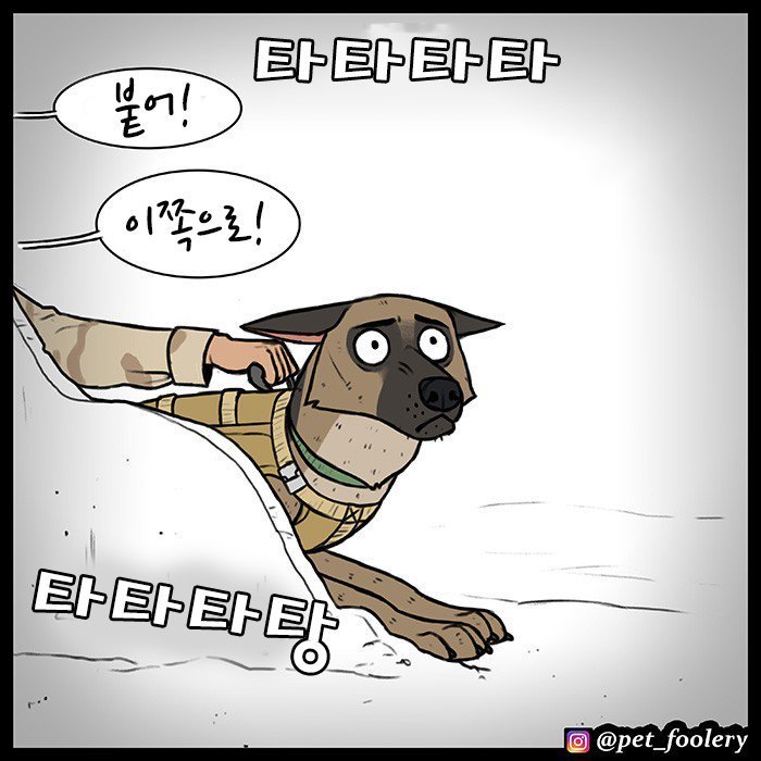 은퇴한 군견과 새끼고양이