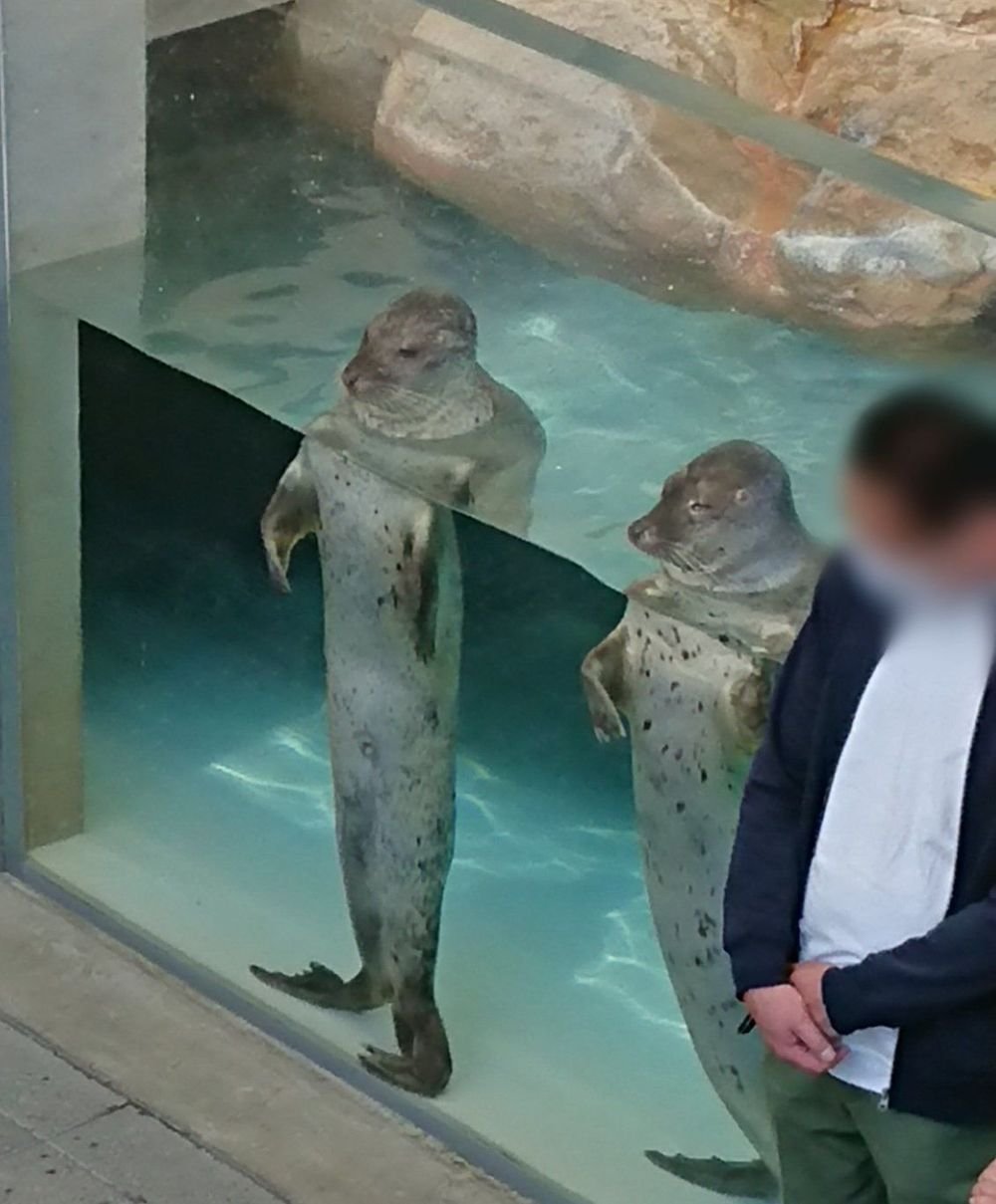 일본 바다사자의 서비스