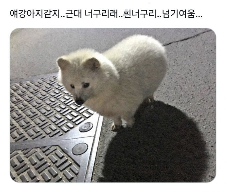 그건 개가 아니야 멍청이들아 개의 모습을한 무언가라구