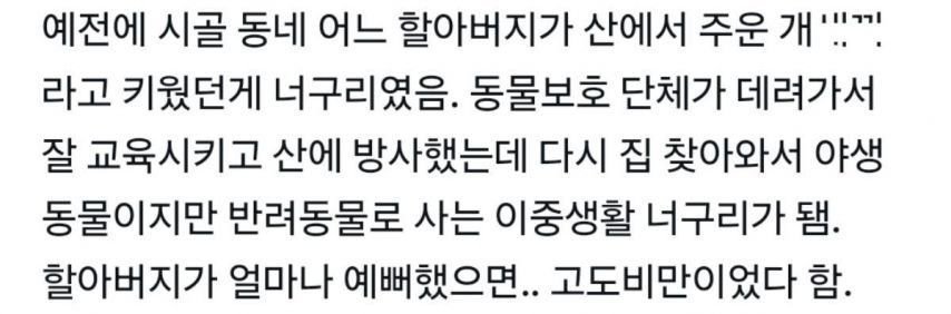 그건 개가 아니야 멍청이들아 개의 모습을한 무언가라구