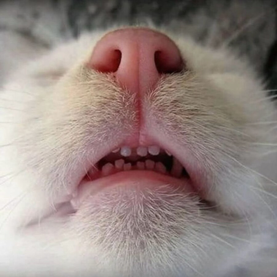 고양이 신체 중 가장 하찮은 부위