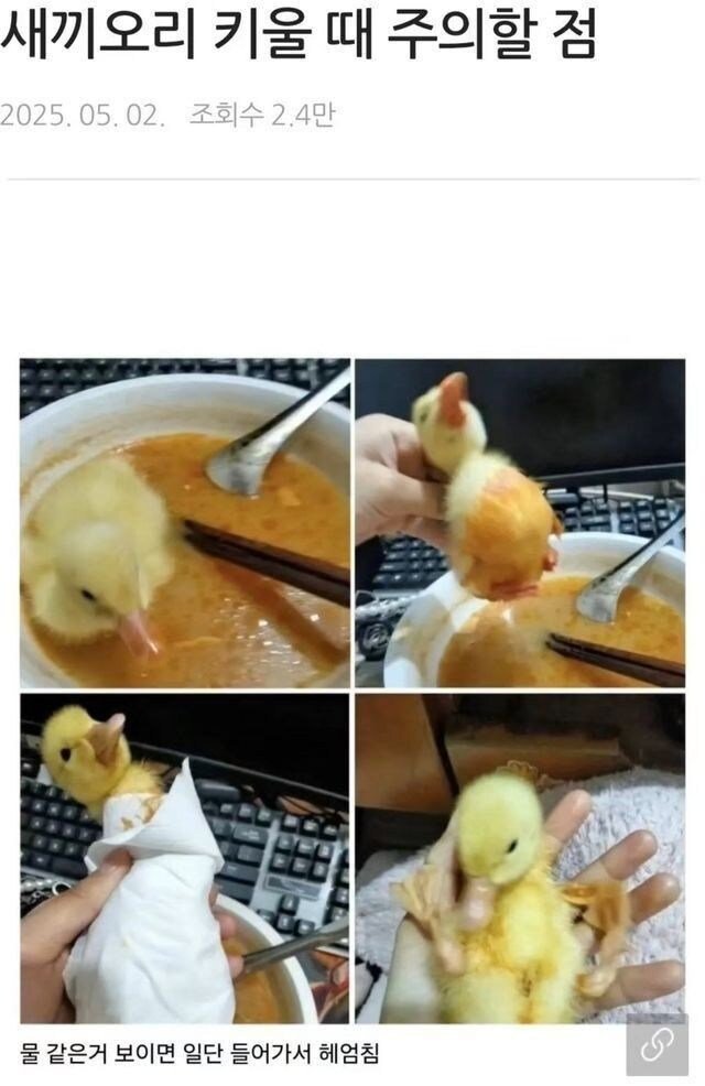 새끼오리 키울 때 주의할 점
