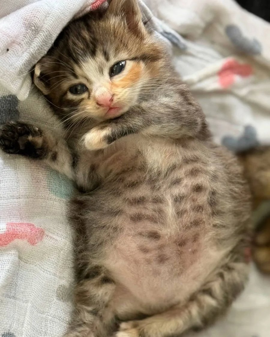 외동으로 태어난 고양이