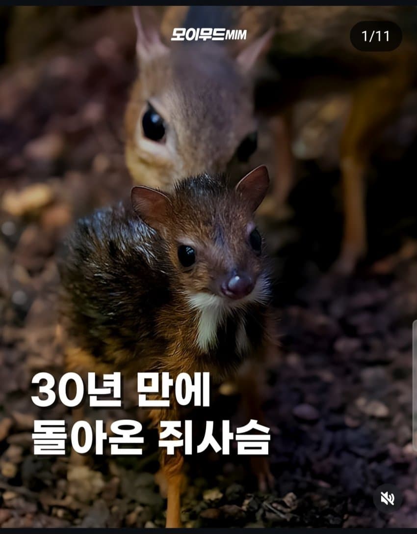 30년만에 돌아온 쥐사슴