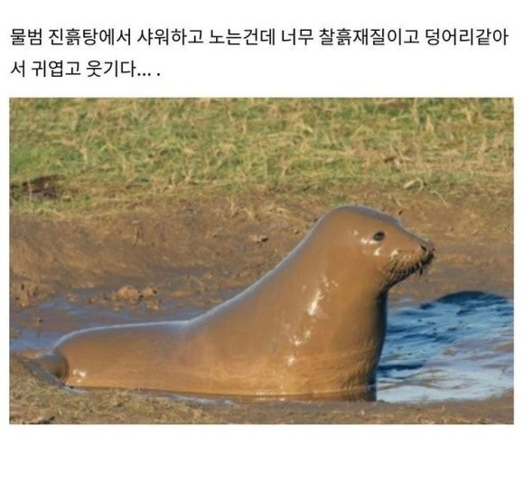 물범이 노는 법물범이 노는 법