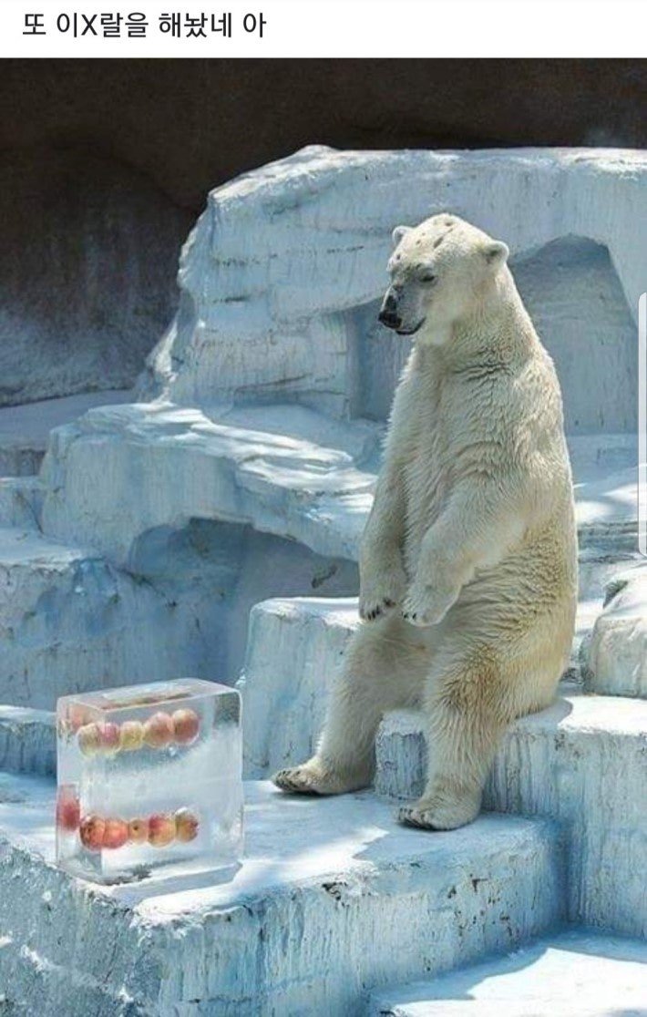 간식 받은 북극곰이 짜증내는 이유