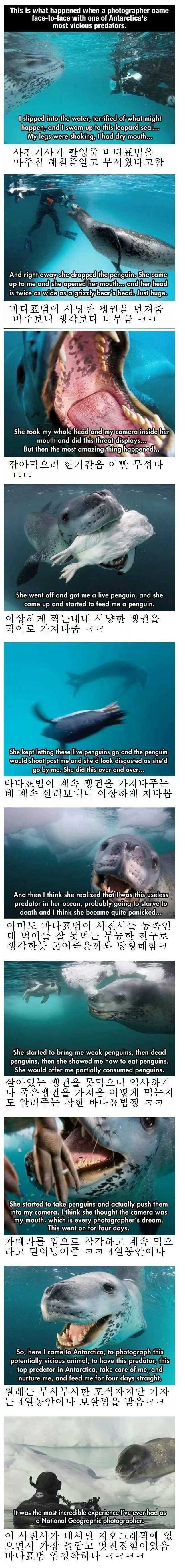 사람을 동족으로 착각한 바다표범이 한 행동.