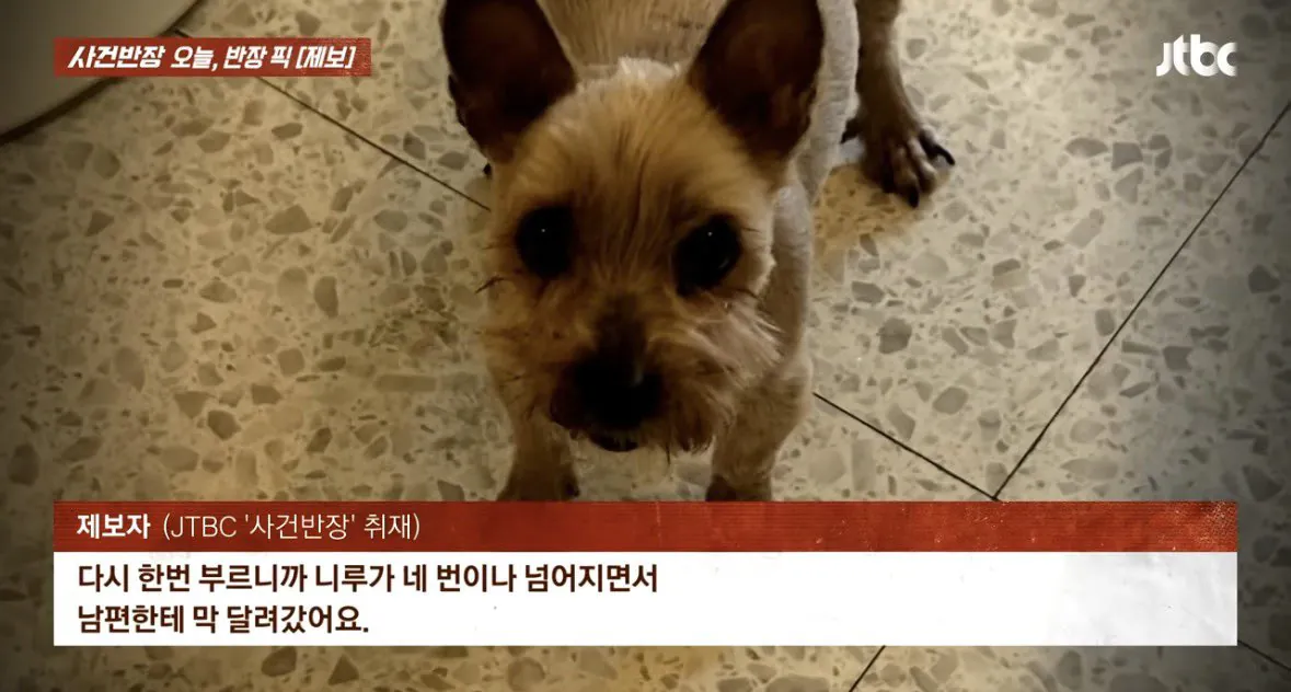 6년 전 잃어버린 반려견이 돌아왔다