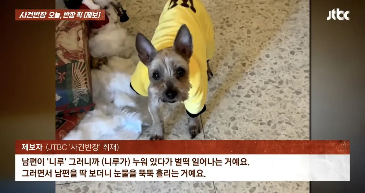 6년 전 잃어버린 반려견이 돌아왔다