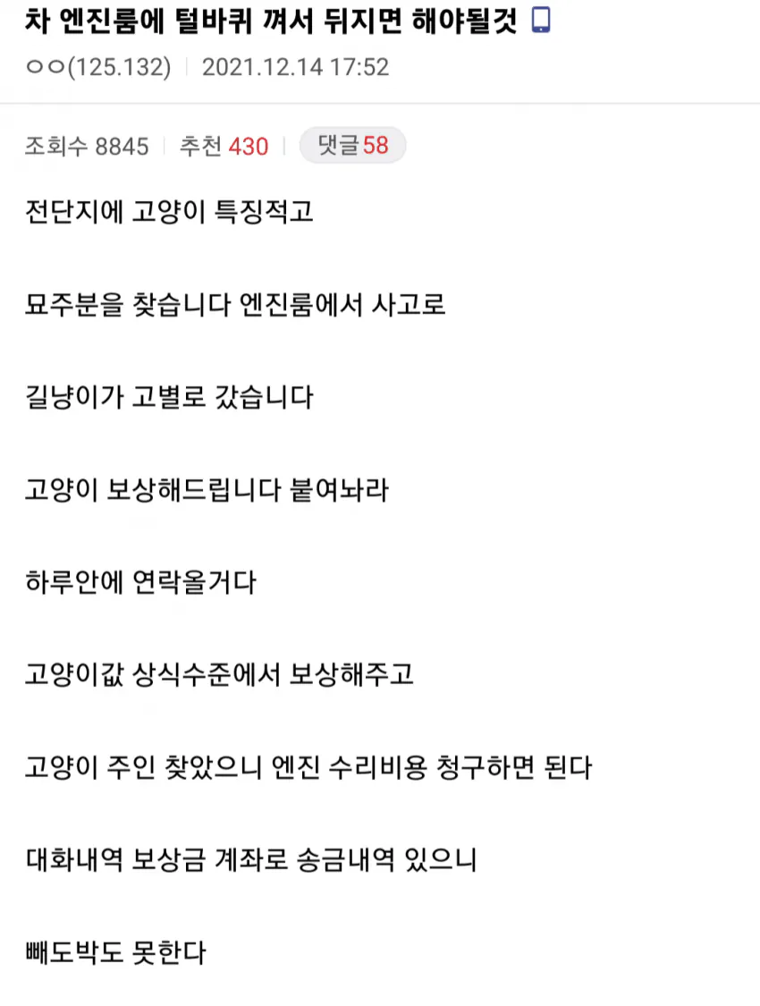 길고양이 내 차 엔진룸에 들어가 죽었을때 꿀팁 .jpg