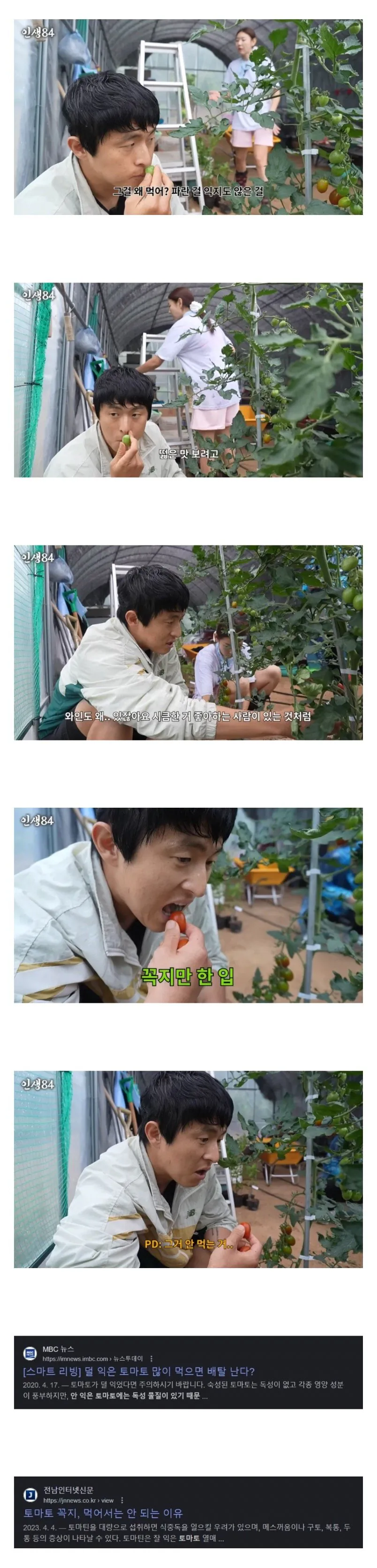 기안84식 토마토 먹방