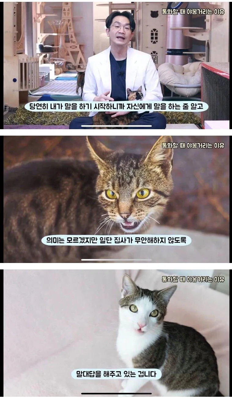 전화하는 동안 고양이가 왜용하는 이유