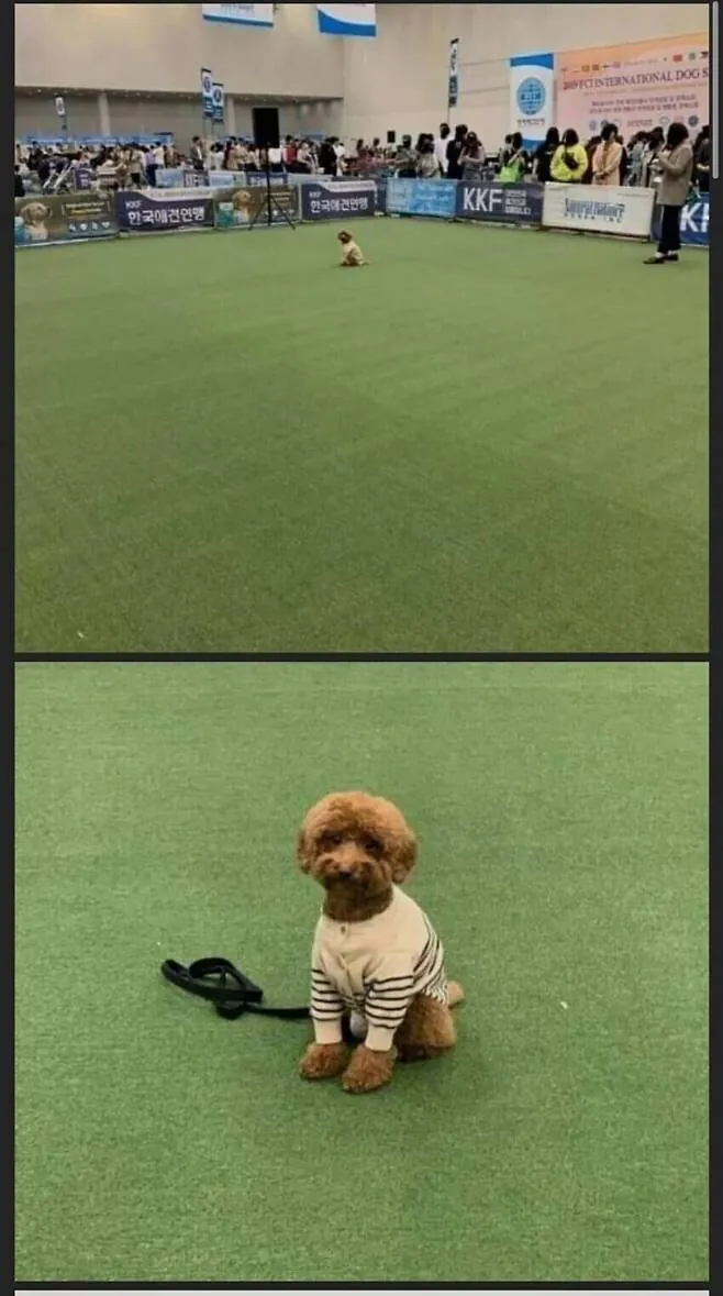 기다려 대회 1등한 강아지