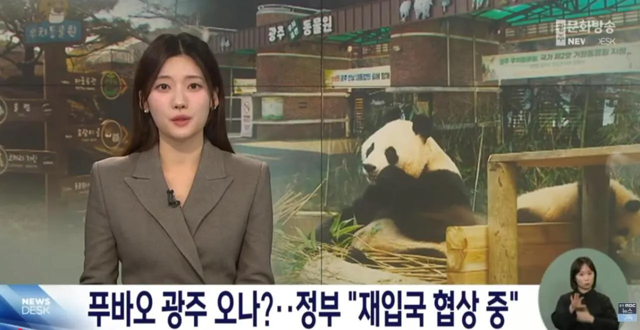 푸바오 광주로 꼭 데리고 올것