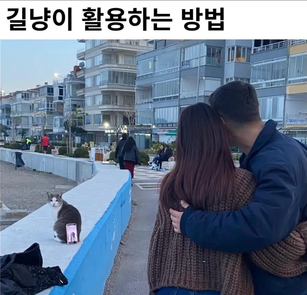 길냥이 활용법