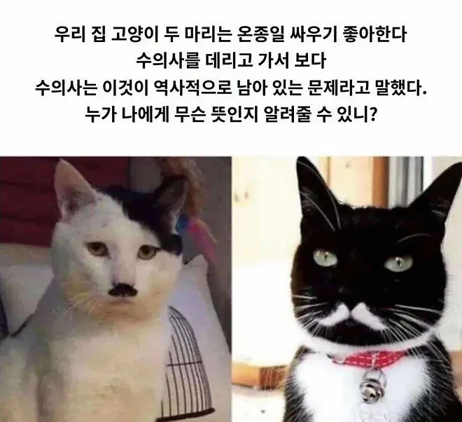 고양이 두마리가 매일 싸우는 이유