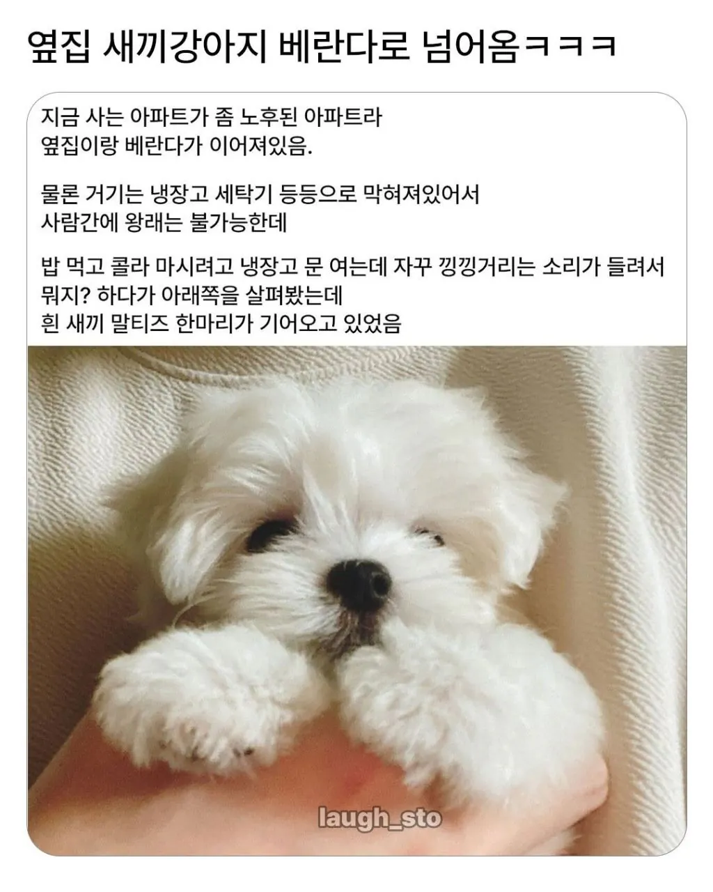 옆집 새끼강아지 베란다로 넘어옴