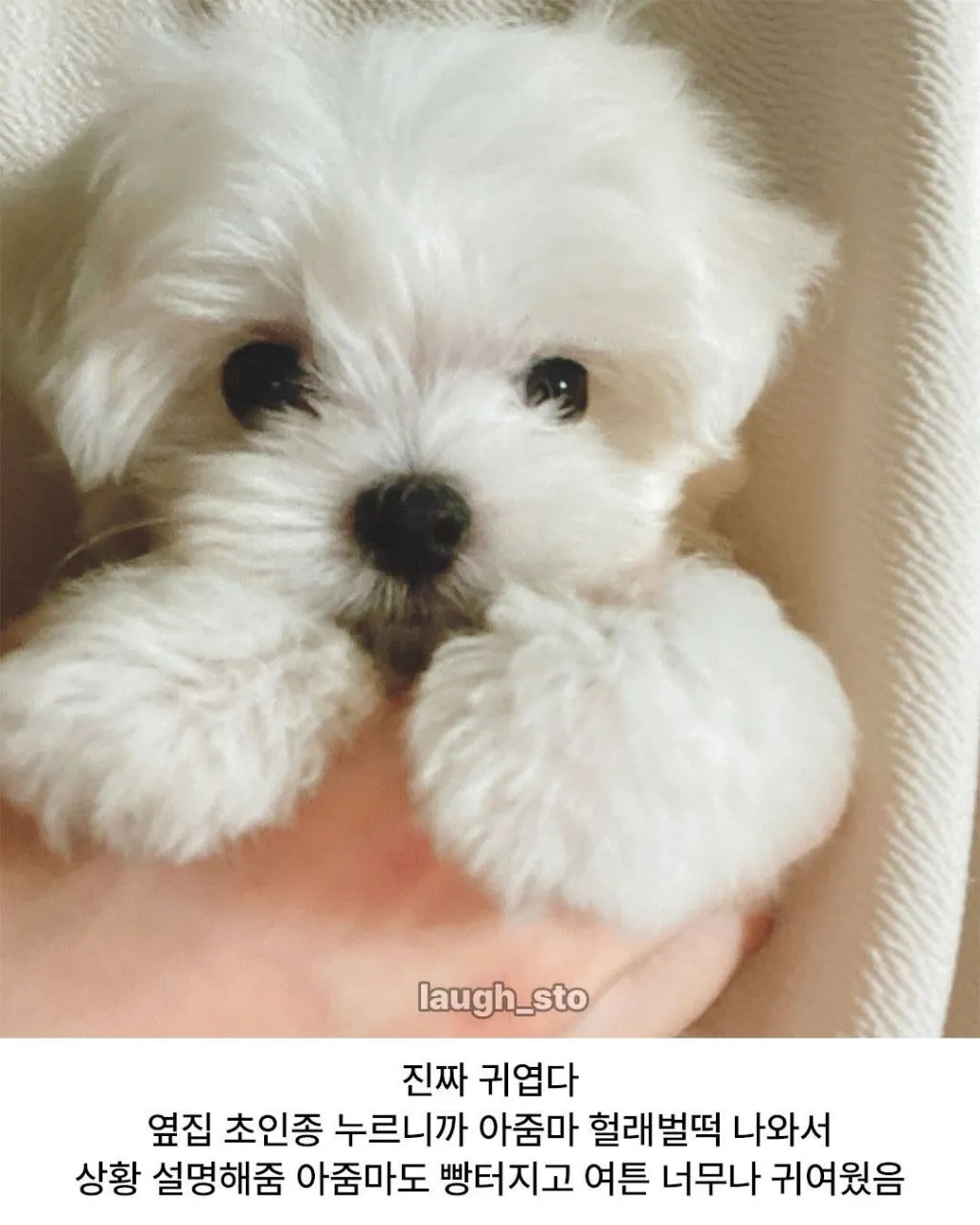 옆집 새끼강아지 베란다로 넘어옴